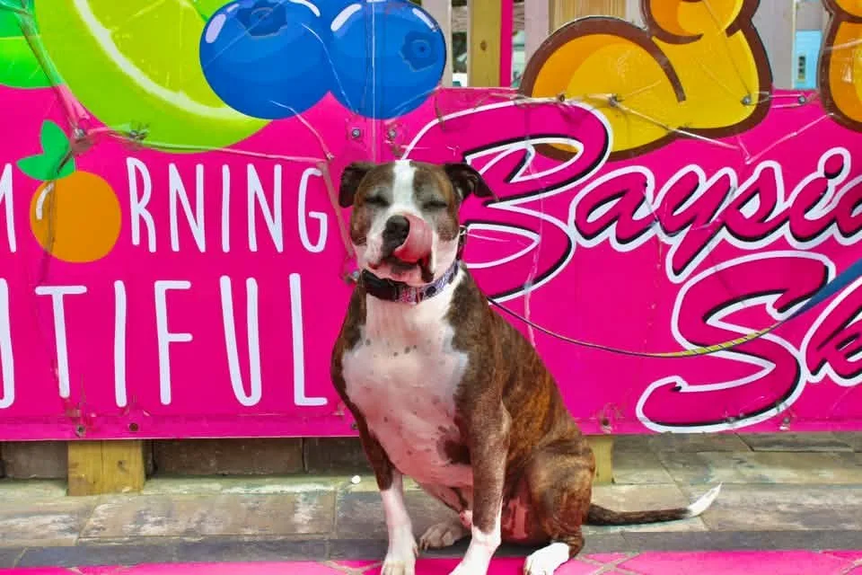 dog in front of candy kitchen store in ocean city md