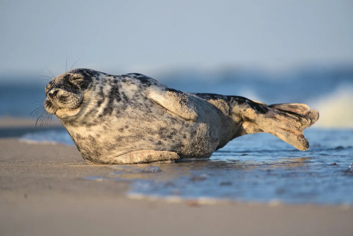 A lazy seal basks in the sun on the sandy shore. Photo Cred: Jim Halverson