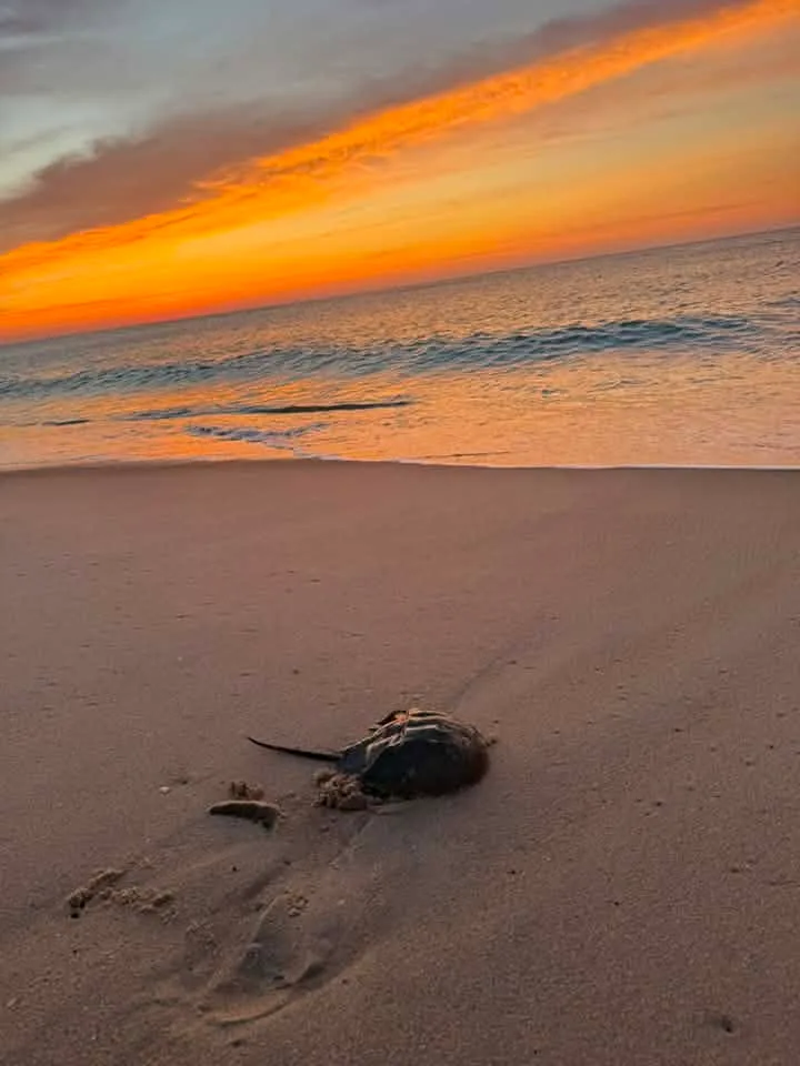 Andrea Valentine
  ·
early morning walk experiencing the beauty of the horseshoe crab and their season on the beach