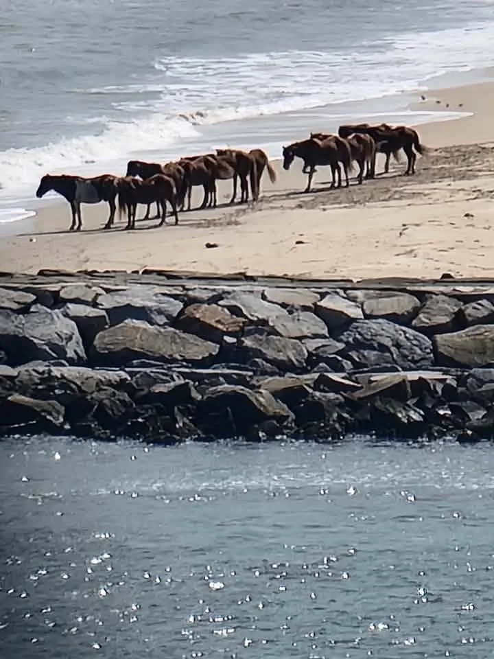 Heather Morgan - Assateague island horses from the Ferris wheel at trimpers