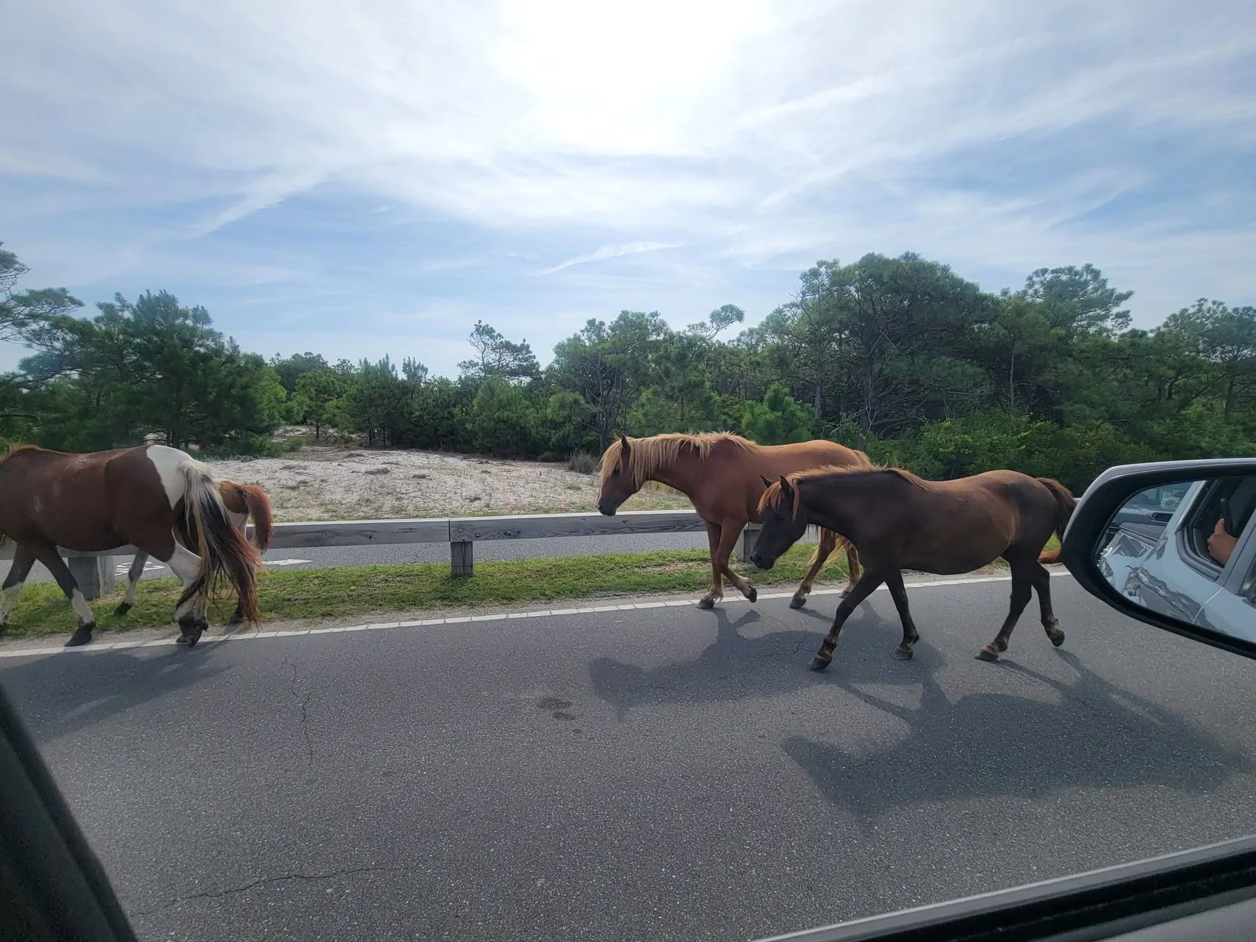 Samantha Roberts - Horses