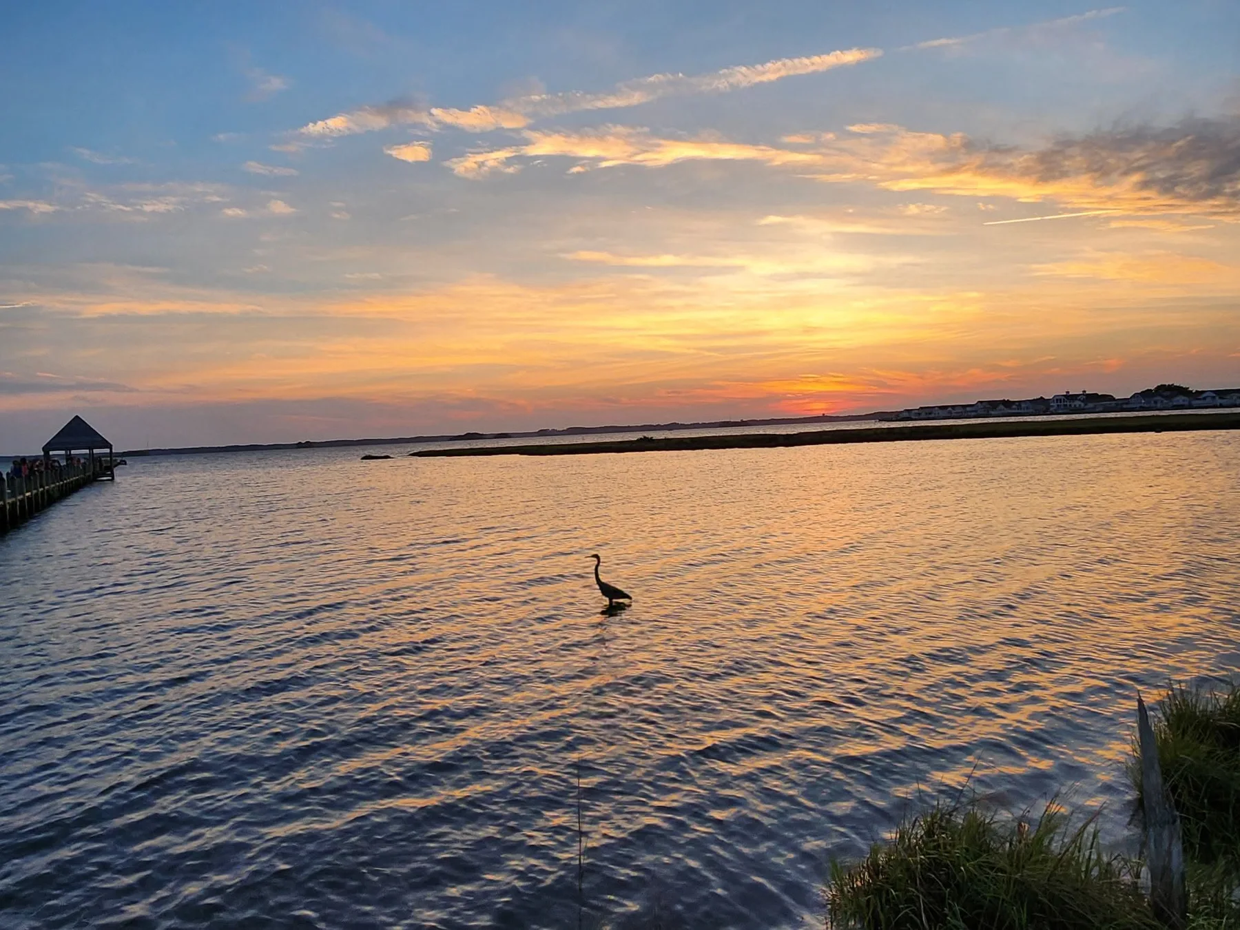 bird in the bay in ocena city md