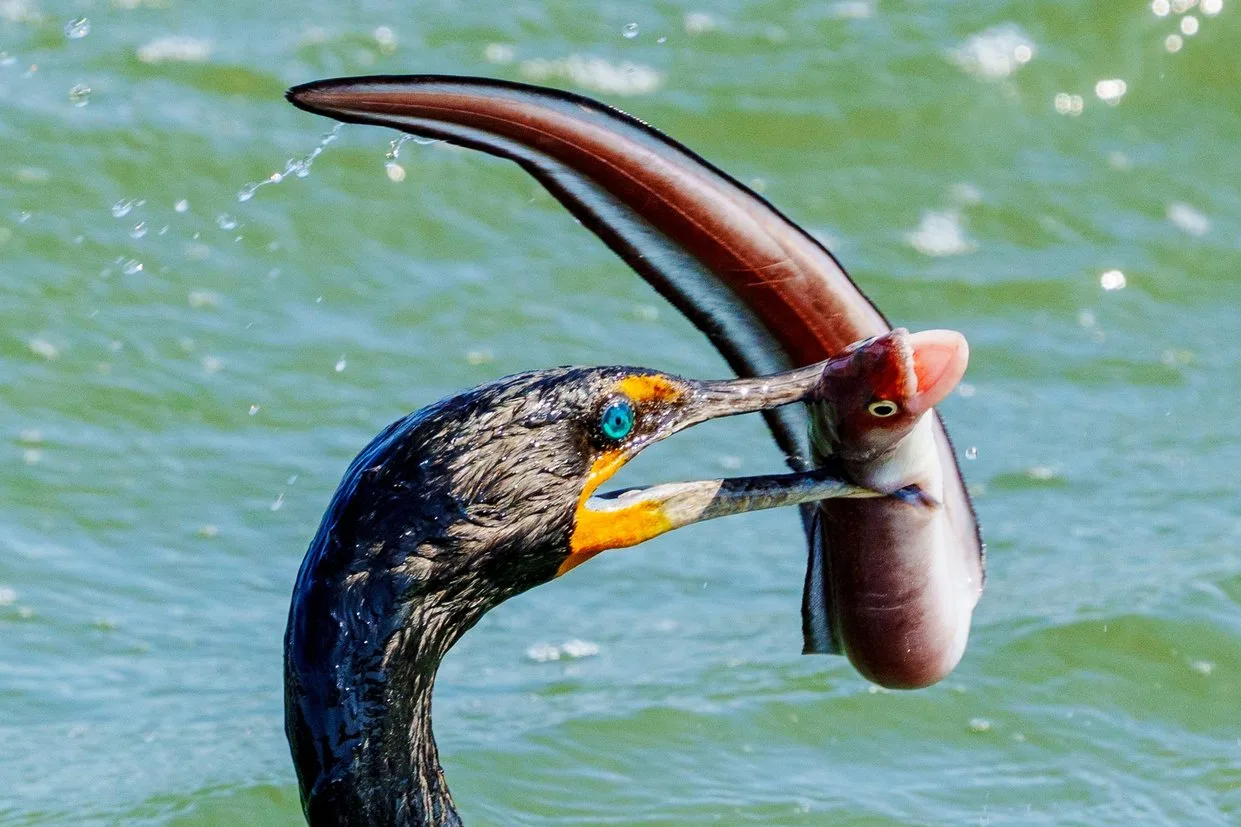 A bird grabs ahold of an eel for an "early bird" dinner. Photo Cred: Jim Halverson