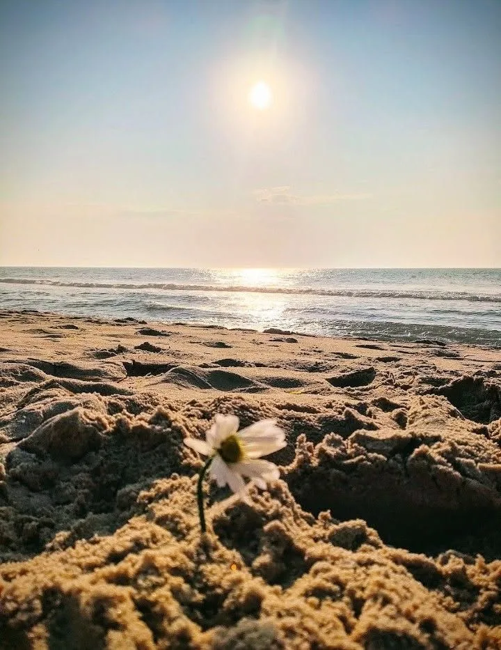 flower on beach in ocmd