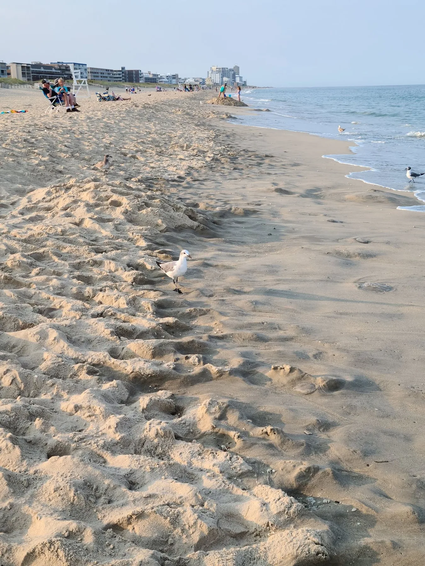 Christine Van Cleaf - One of the most relaxing things is watching the seagulls interact with the ocean. It was a beautiful time despite the jellies.