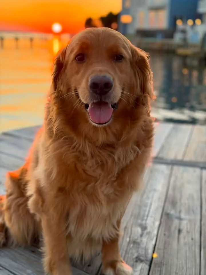 dog on beach in ocean city