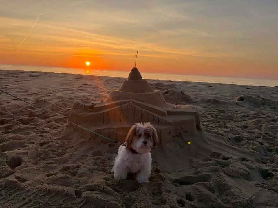 Beth Powell - Dog day sunrise