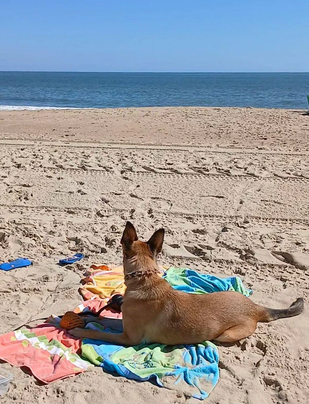 
Michele Goodman - Fun the the Sun and Sand!! My girl loves the Beach!!  🐾❤️