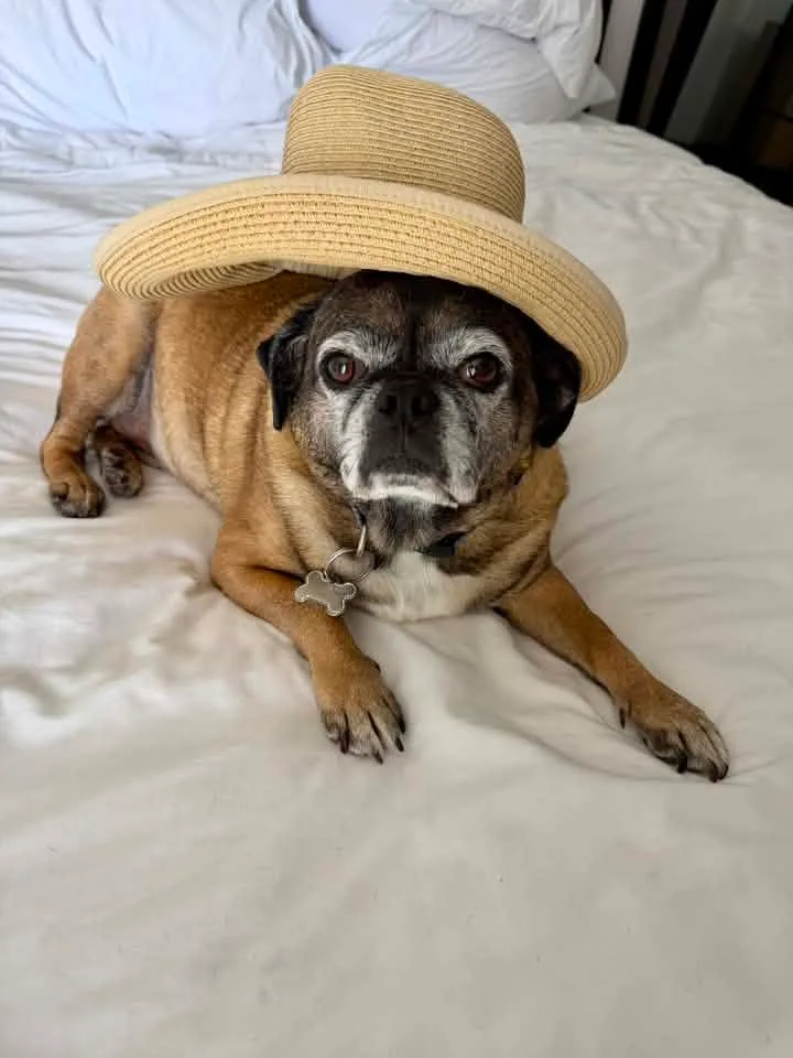 Sandy Simone Woodward
A͏u͏g͏u͏s͏t͏ ͏2͏8͏ ͏a͏t͏ ͏8͏:͏5͏1͏ ͏A͏M͏
  ·

Mommy I’m ready for the beach!! Did you pack my sunscreen?😂😂❤️🌴😎
