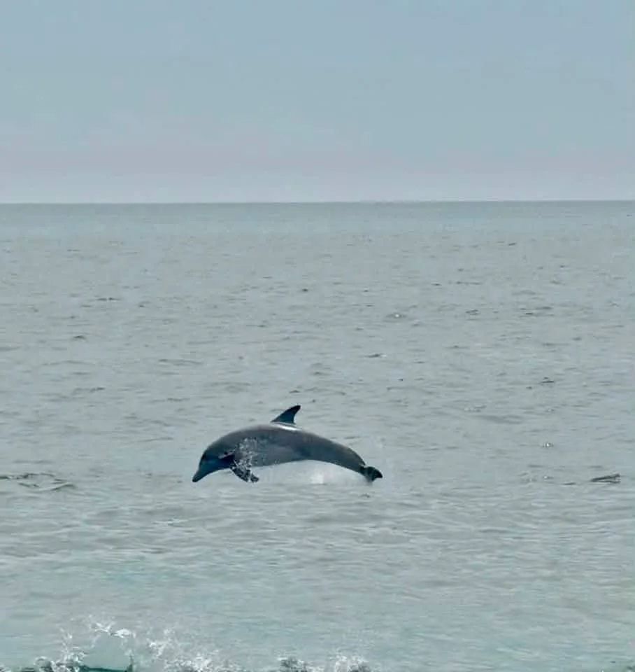 Lauren Sloan - One of the most magical experiences in all 39 years of visiting OC! 🐬