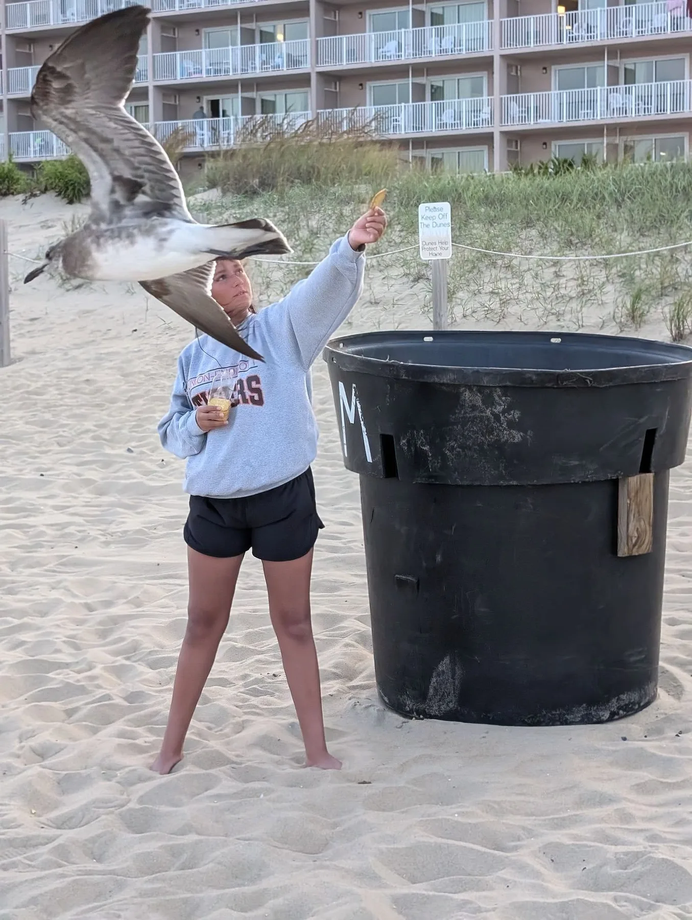 feeding the seagulls in ocmd