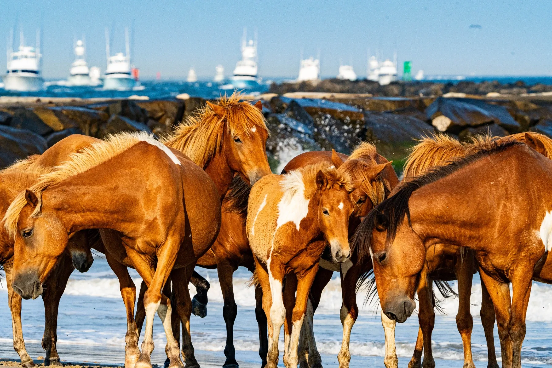 A phenominal shot of the WMO boats with Assateague ponies.