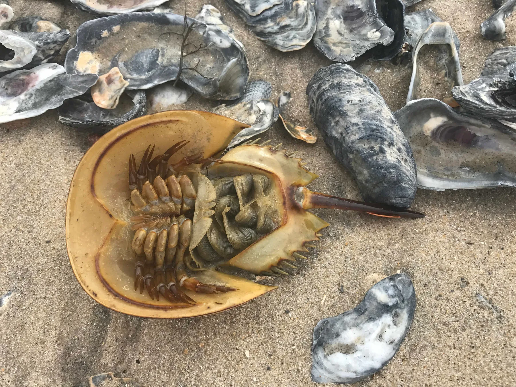 horseshoe crab with shells on its shell