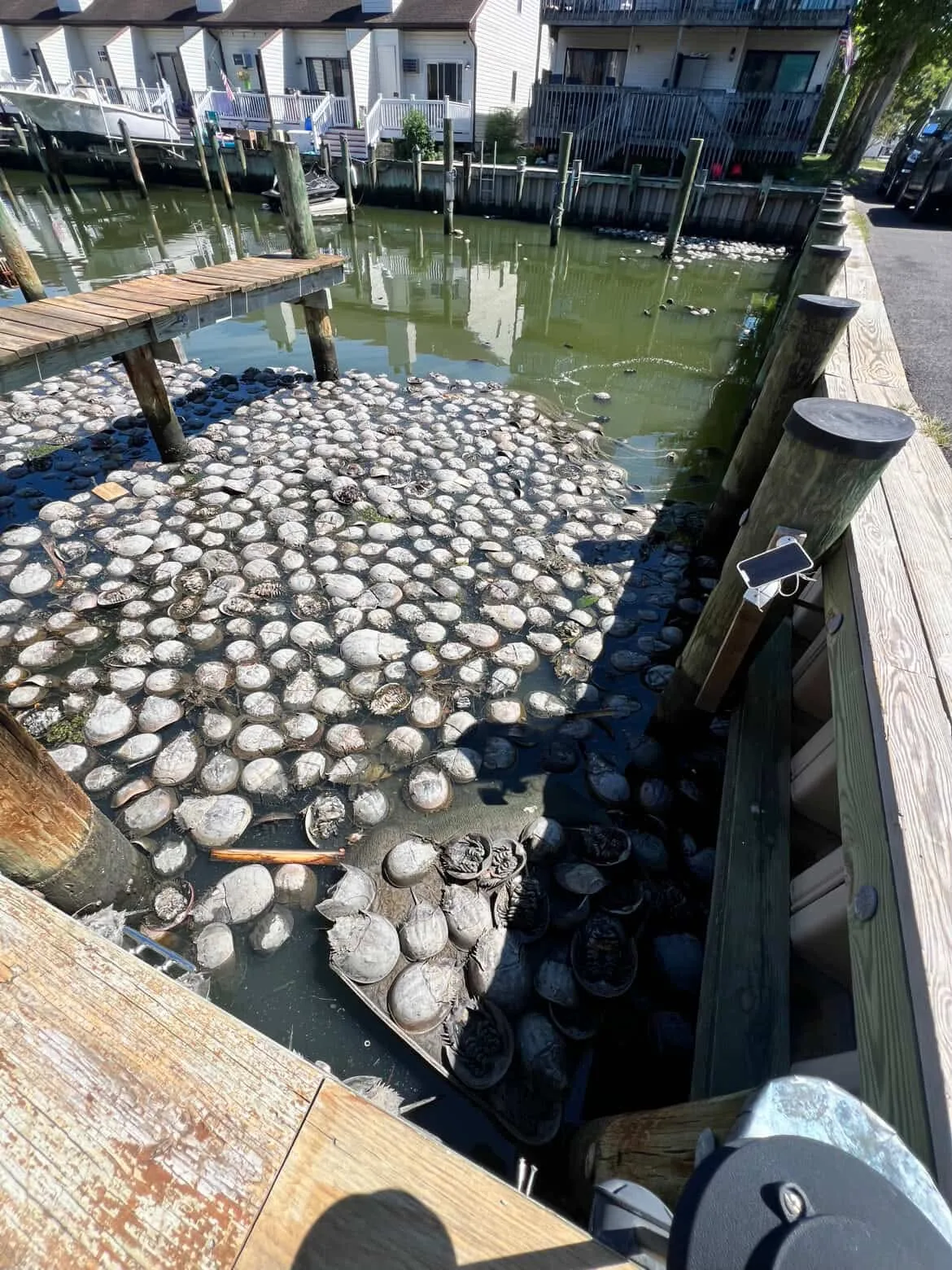 Dead horseshoe crabs float lifelessly at the end of the 94th street canal in Ocean City, Maryland.