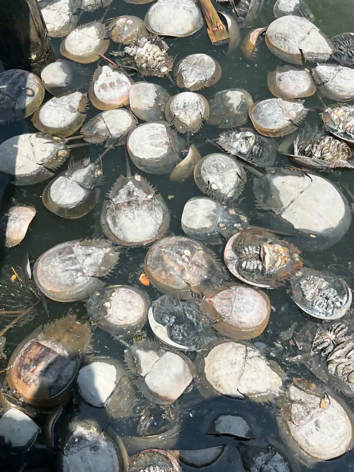 Dead horseshow crabs collect at the end of 94th street in Ocean City, Maryland.