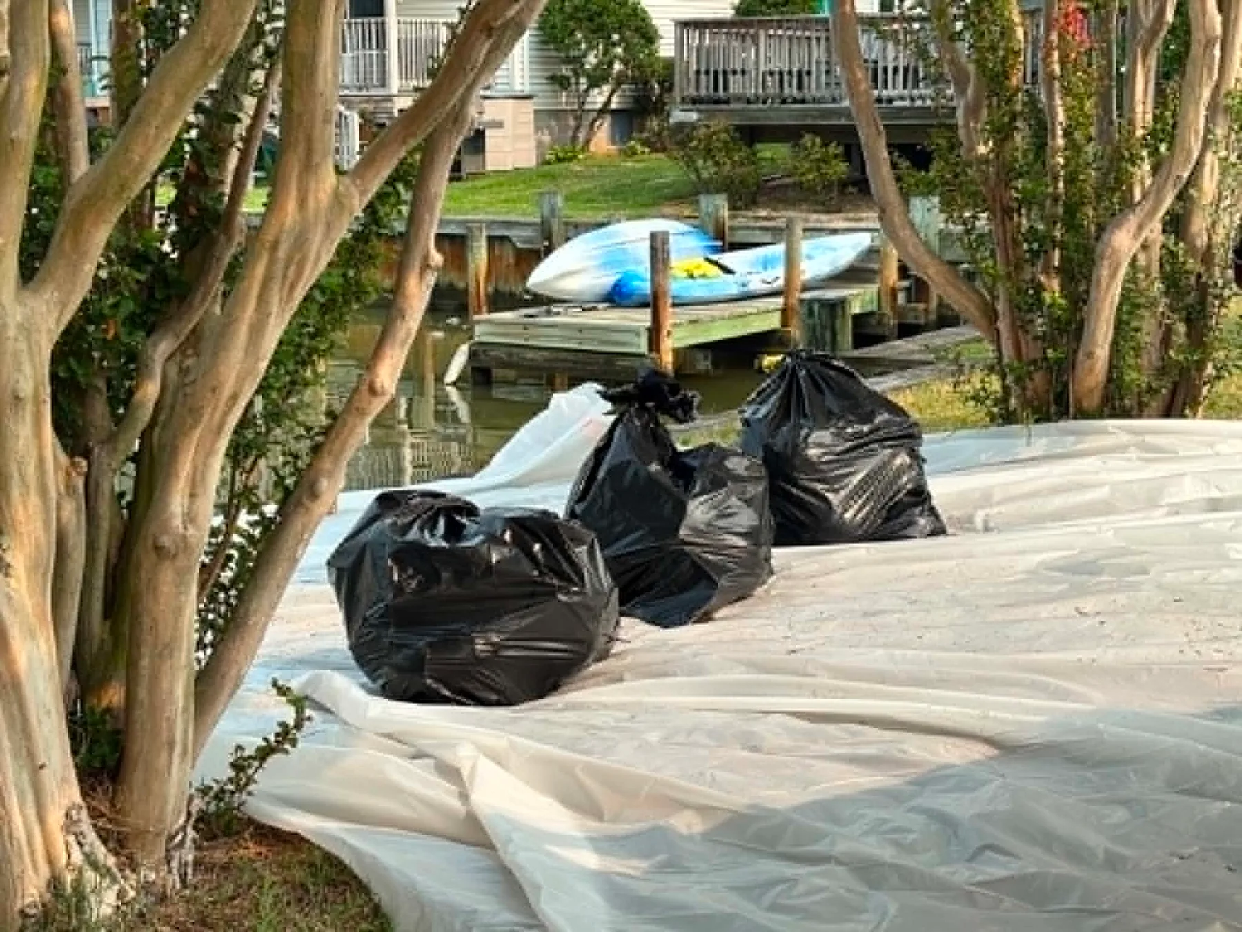 Trash bags full of dead horseshoe crabs collected at 94th street in Ocean City, Maryland.