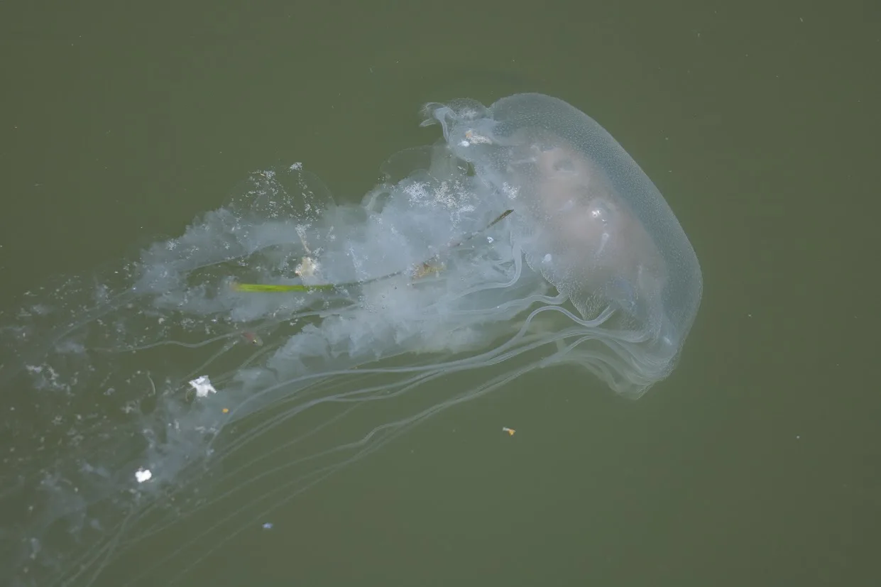 Jellyfish swims in the bay of Ocean City, Maryland.