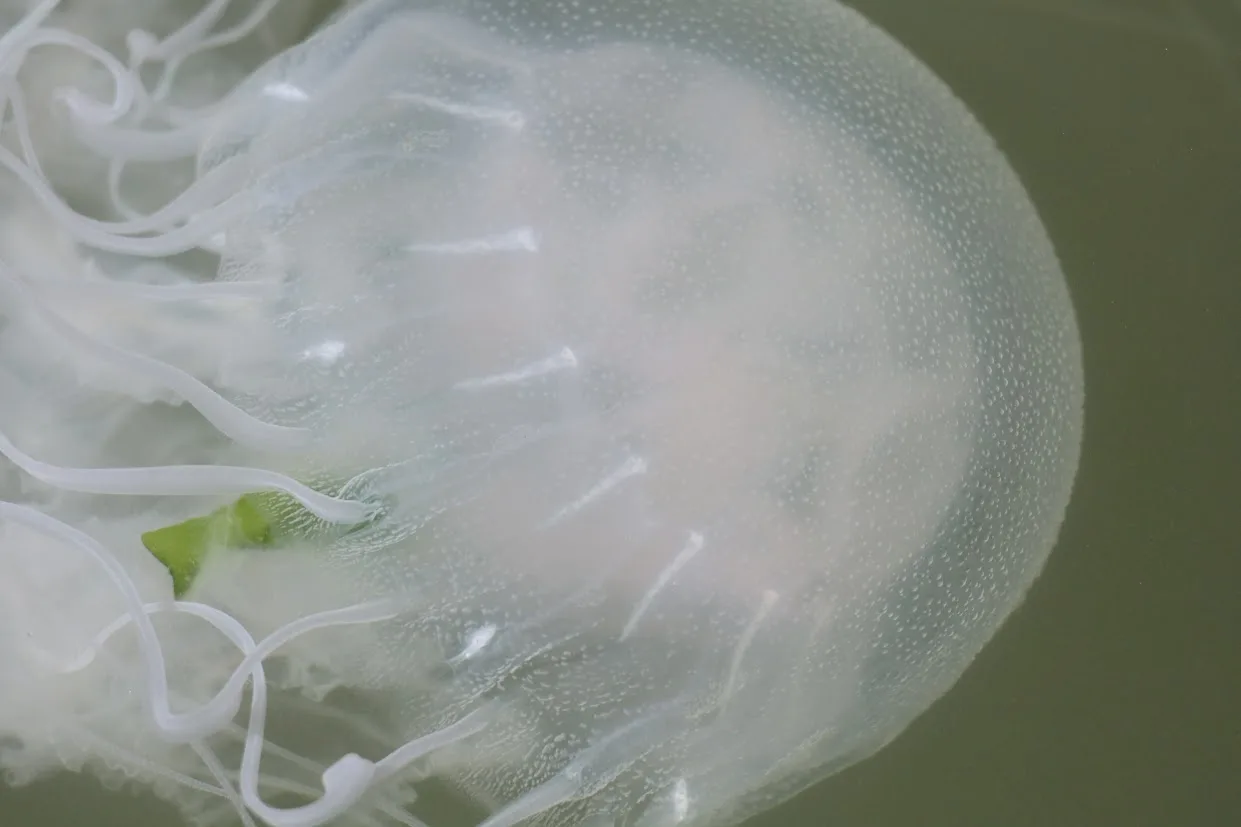 Jellyfish are a common site in August in Ocean City, MD.