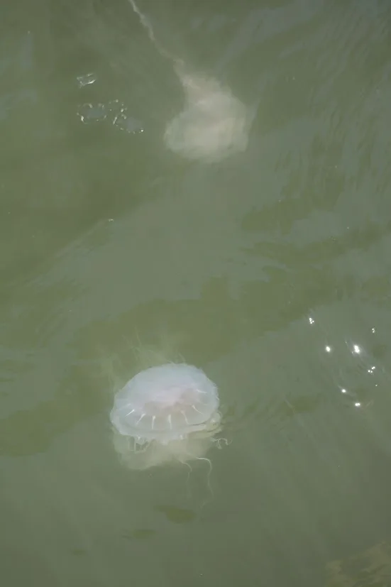 A pair of jellfish swim side by side in Ocean City, Maryland.