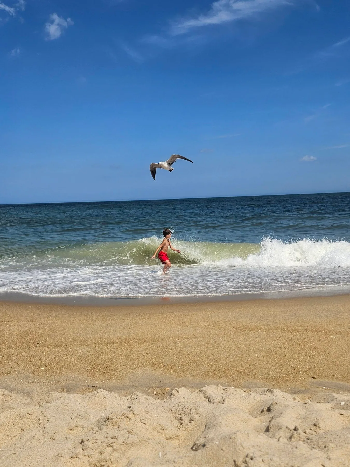 Danielle Kleer - Wanted so badly to be in the ocean last weekend. Tried to enjoy as best he could 