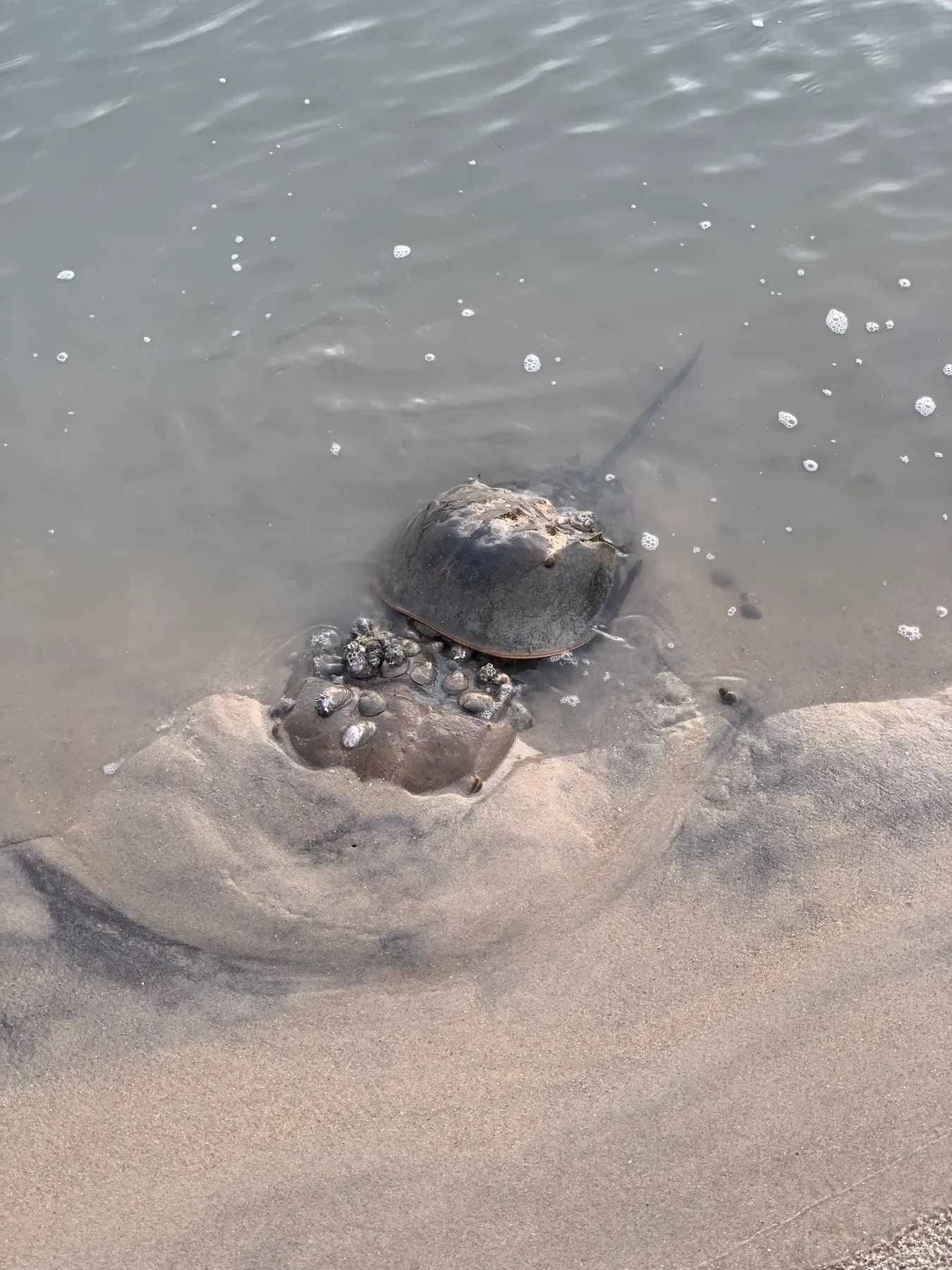 mating horseshoe crabs