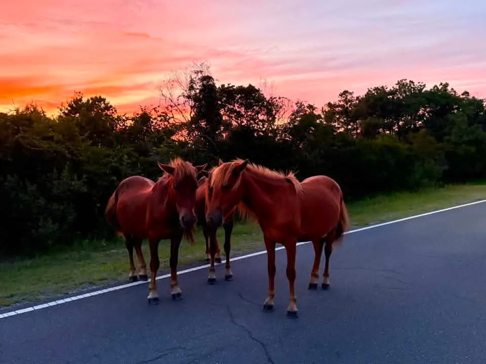 ponies on Assateague Island
