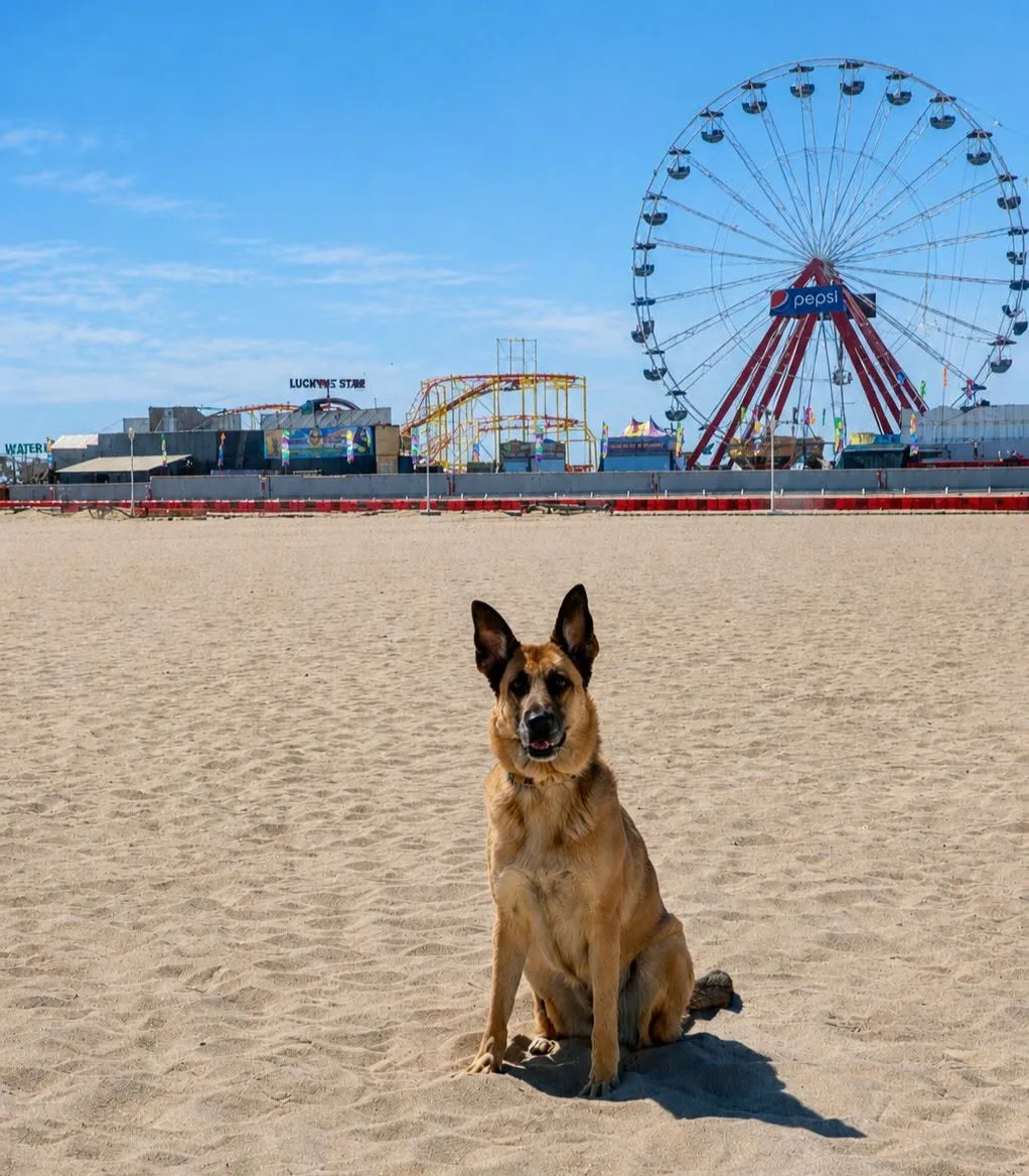 dog on beach in ocean city md