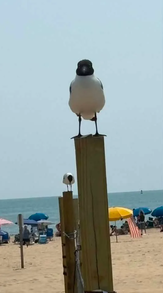 Kathy Speakman-Kilmon - Seagulls :
“What are you looking at?”