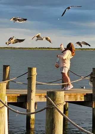 seagulls in ocmd