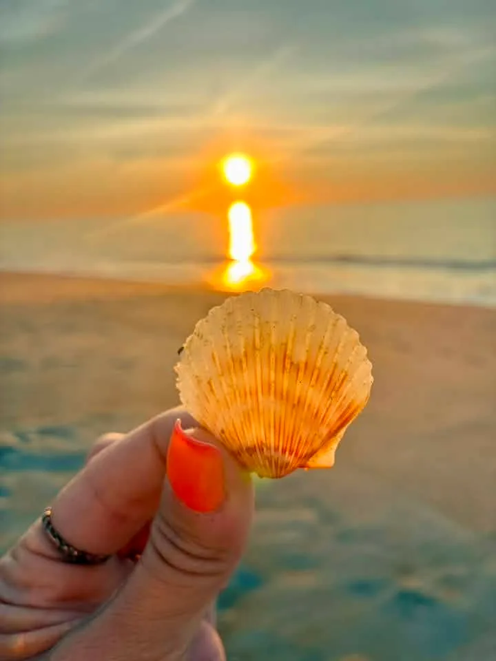 Katie Ann - Found this shell on our first morning there before grabbing some donuts and coffee from quickies!! What a great way to kick off our weekend! 