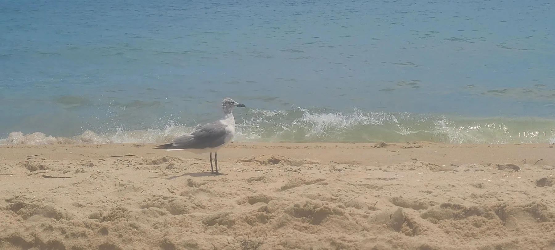 Michele Benoit-torok - When I saw this segulls head I thought now he is having a bad hair day