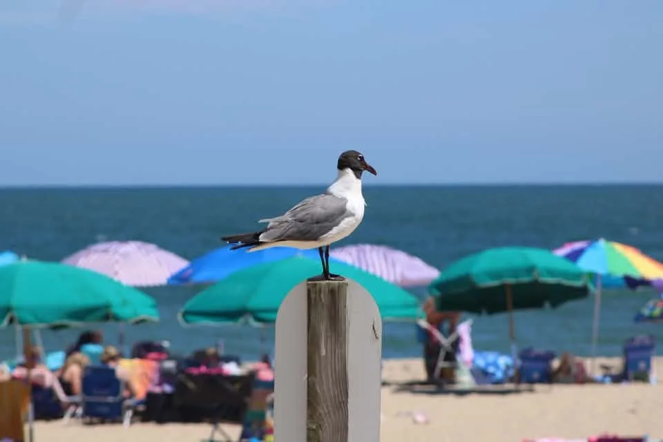 Hannah Sims - I took this on my family’s very first day of vacation!