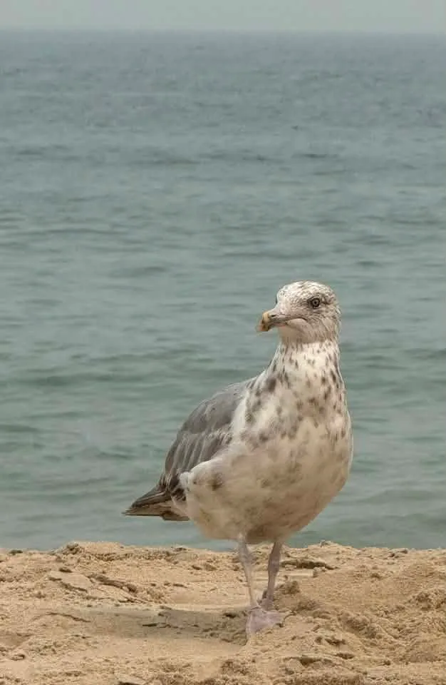Sonni Martin - I don’t want to win as I’m not coming back to OC again this year, sadly. But here is a beautiful picture I took of a seagull while catching rays on the beach last weekend.