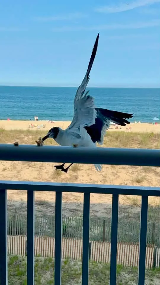 Lisa Paul
A͏u͏g͏u͏s͏t͏ ͏2͏8͏ ͏a͏t͏ ͏9͏:͏0͏8͏ ͏A͏M͏
  ·

Feeding seagulls at diamond beach condo 