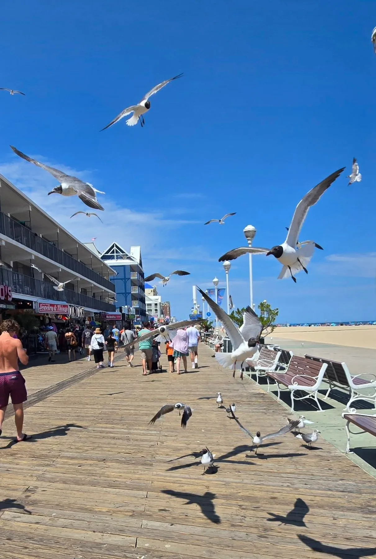 seagulls on the ocean city md boardwalk