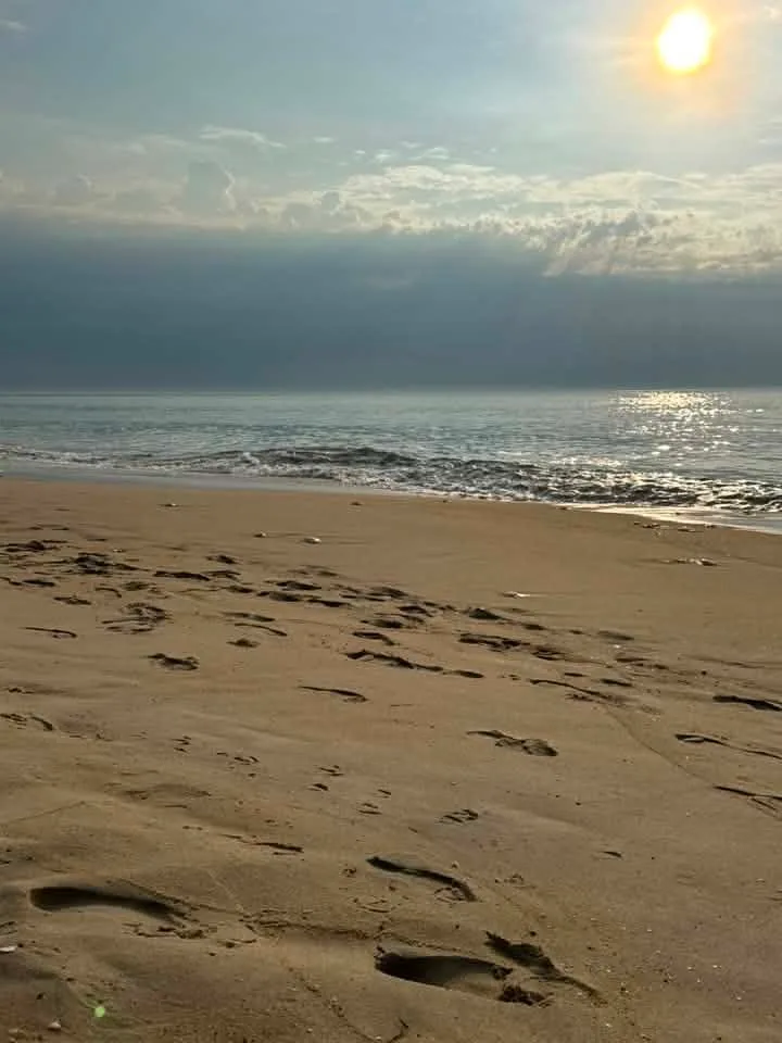 Jennifer Owens - All the jellyfish sunbathing in the morning