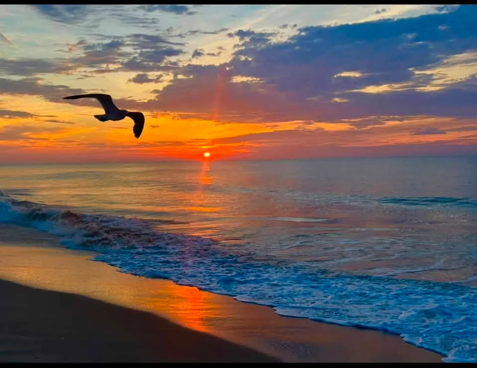 John Rhine - Luck of the draw with the seagull flying in the frame near 4th street