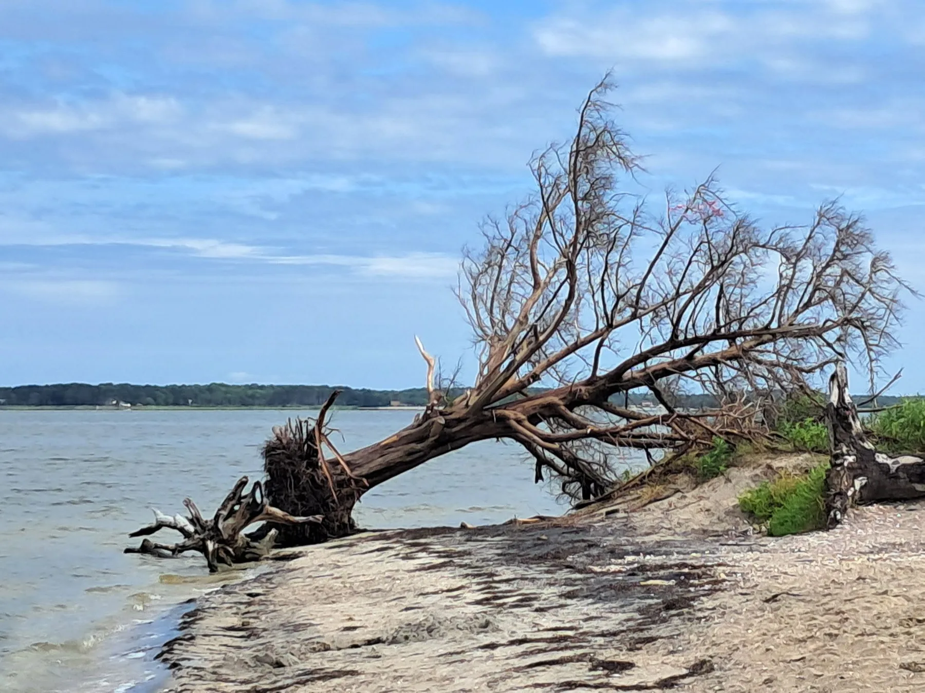Katie Marie - Silent Sentinel of Assateague