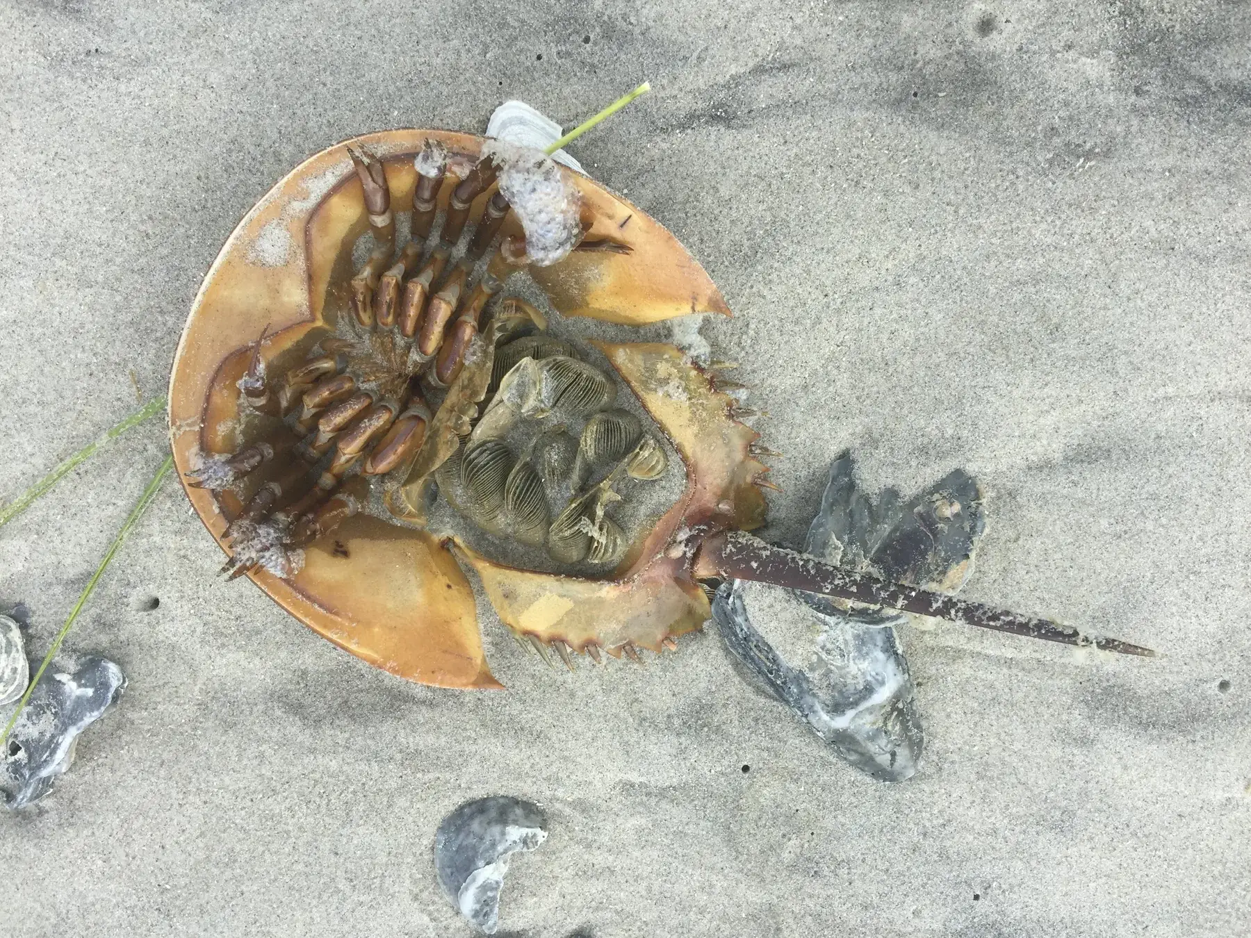 upside down horseshoe crab