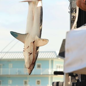 Hanging shark