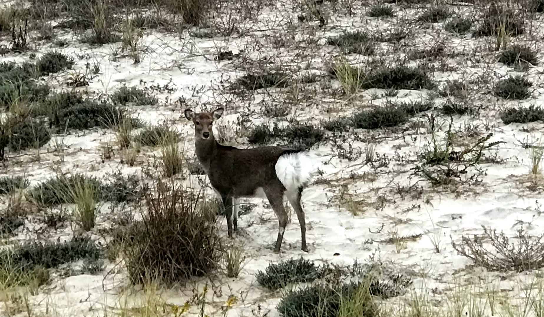 Deer on Assateague Island
