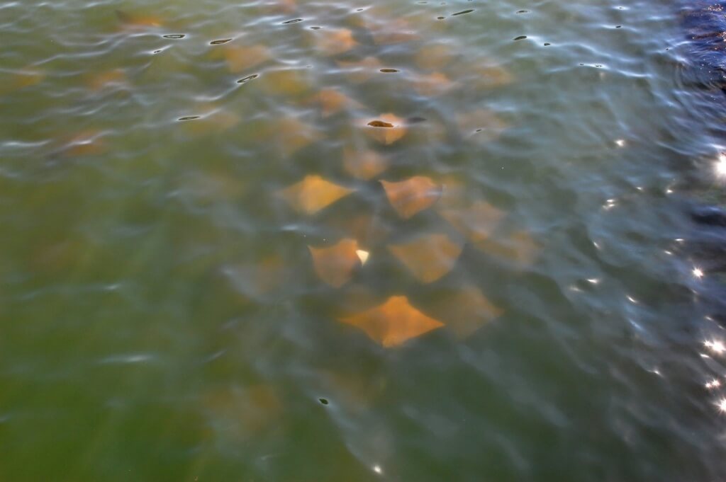 Skates (or rays) in the Assawoman Bay cruising the bridge.