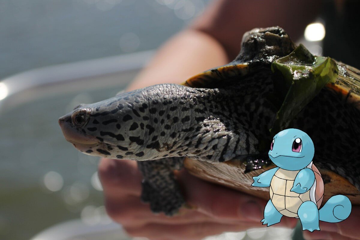 Terrapin with the Pokémon Squirtle 