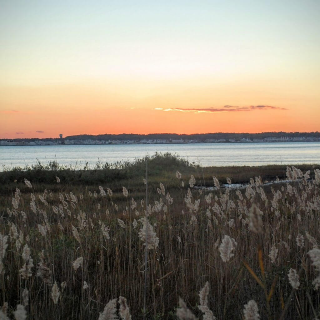 Isle of Wight marsh