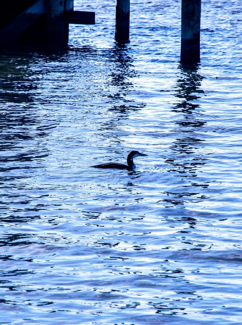 Ducks in ocean city