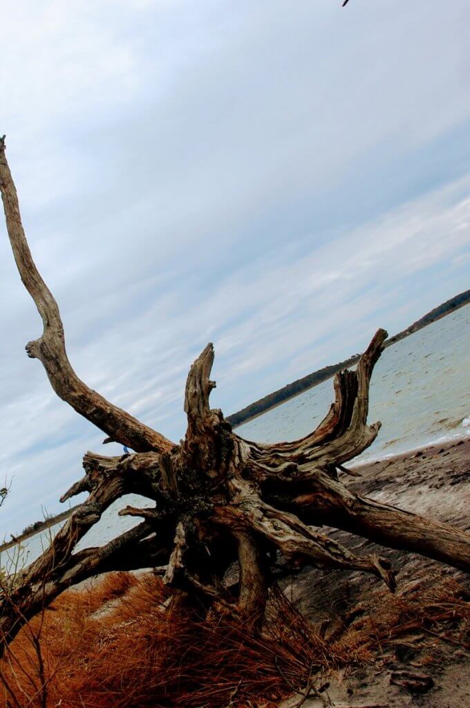 dead tree on Assateague Island