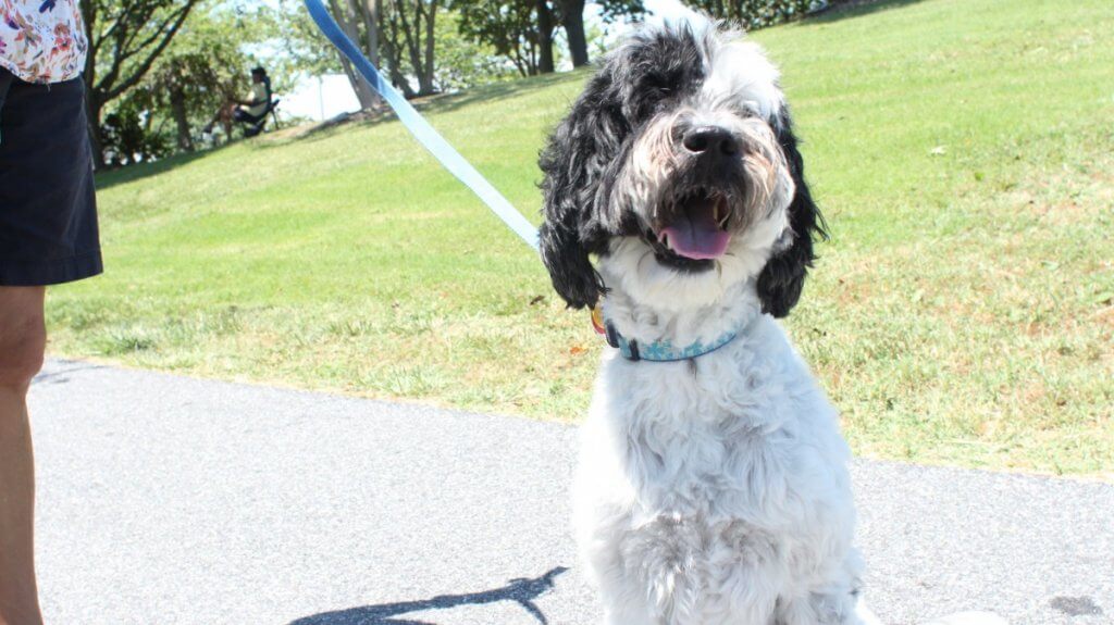 Arts Alive dog