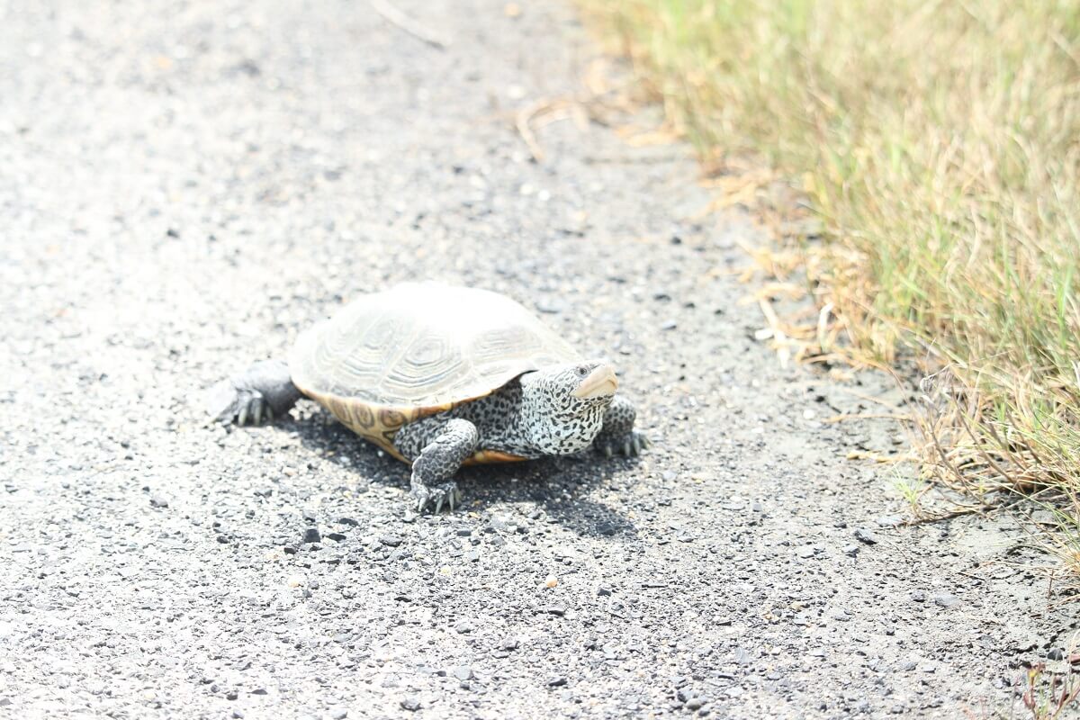 Snapping turtle