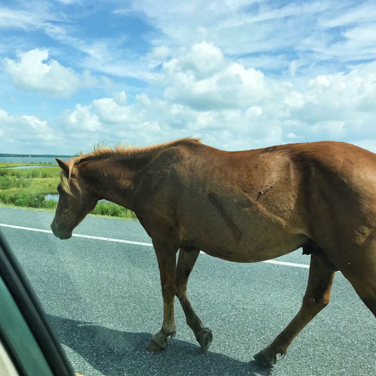 Horse on road