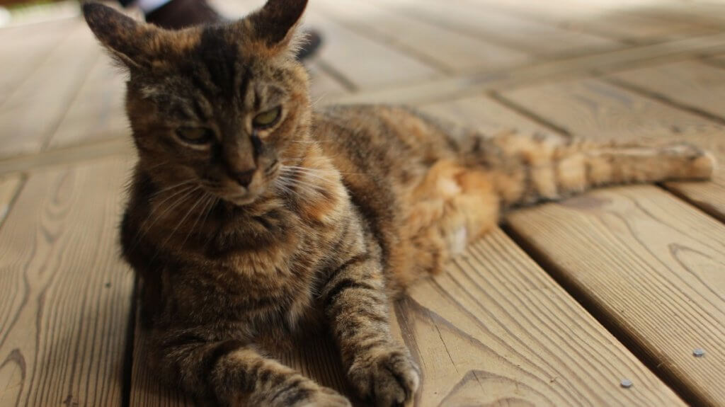 Cat